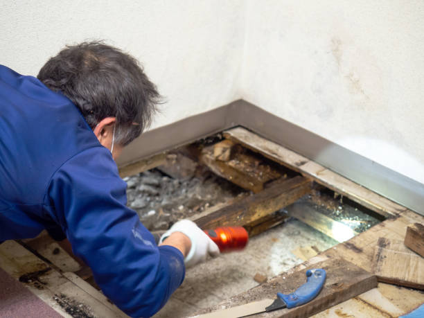 Best Residential Mold Remediation in Loudonville, OH