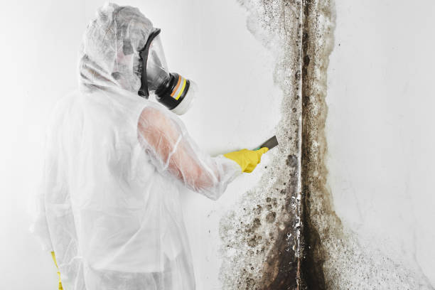 Best Commercial Mold Remediation in Loudonville, OH