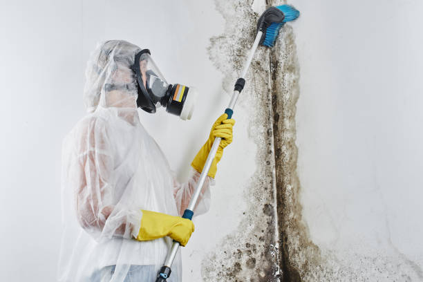 Best Basement Mold Remediation in Loudonville, OH