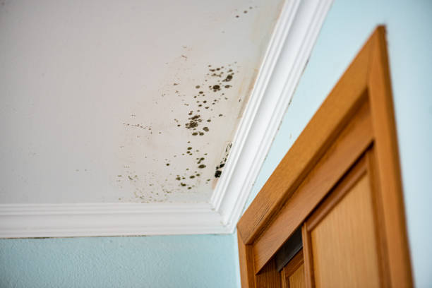 Best Localized Mold Remediation (e.g., coastal areas, humid climates) in Loudonville, OH