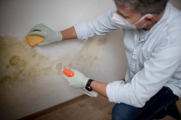 Best White Mold Remediation in Loudonville, OH