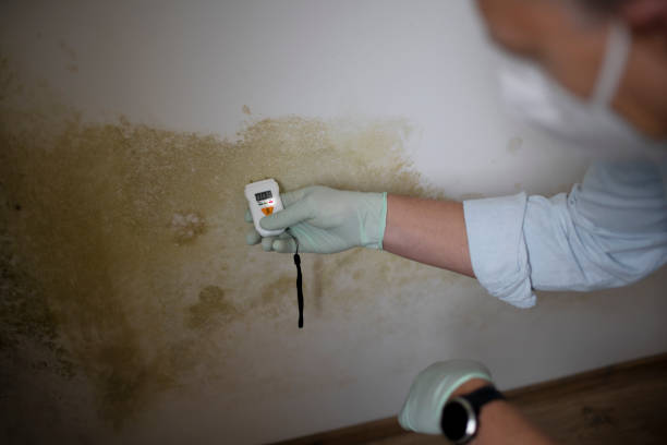 Best Attic Mold Remediation in Loudonville, OH