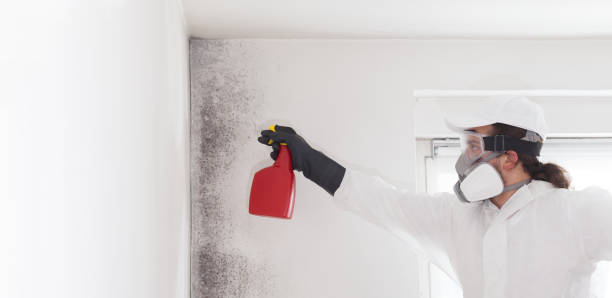 Best DIY Mold Remediation Support Services in Loudonville, OH