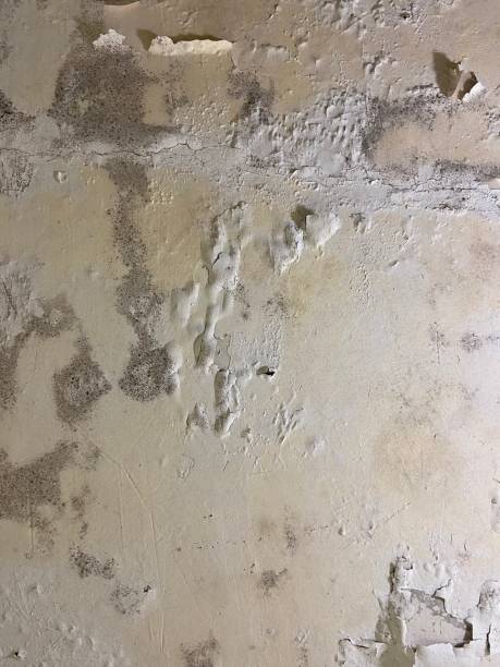 Best Basement Mold Remediation in Loudonville, OH