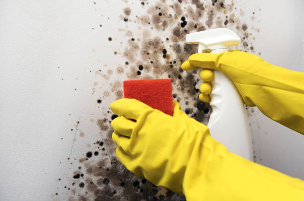 Best Localized Mold Remediation (e.g., coastal areas, humid climates) in Loudonville, OH