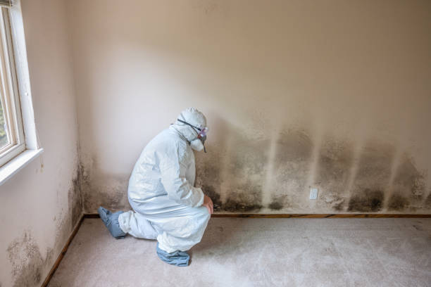 Best Mold Testing and Inspection Services in Loudonville, OH