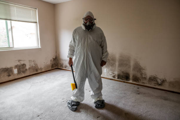 Best Post-Flood Mold Remediation in Loudonville, OH